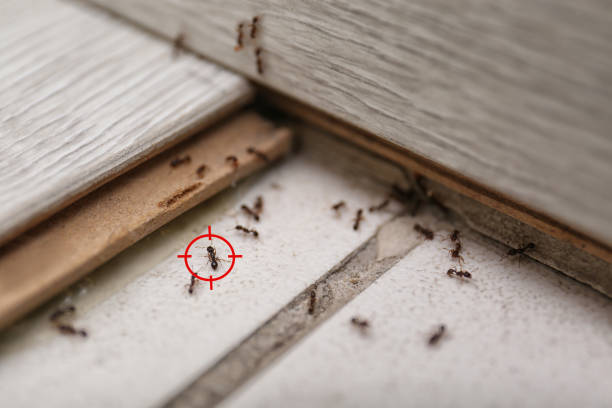 Best Termite Control Services  in Lemoore, CA