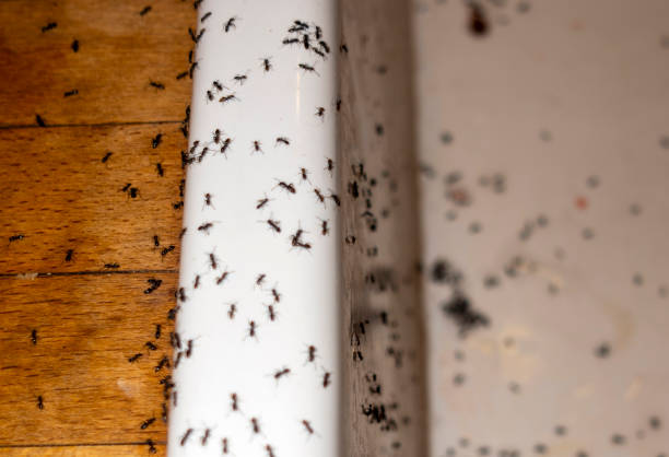 Best Commercial Pest Control Services  in Lemoore, CA