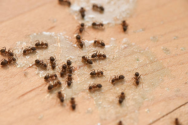 Wasp Removal Services in Lemoore, CA